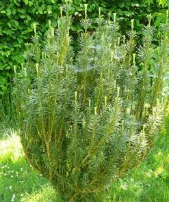 Future Forests All Conifers Cephalotaxus Harringtonia Fastigiata