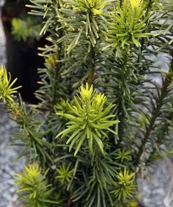 Future Forests All Conifers Cephalotaxus Harringtonia Fastigiata