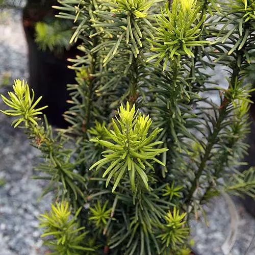 Future Forests All Conifers Cephalotaxus Harringtonia Fastigiata 4 Future Forests All Conifers Cephalotaxus Harringtonia Fastigiata