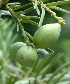 Future Forests All Conifers Cephalotaxus Harringtonia Fastigiata 10 Future Forests All Conifers Cephalotaxus Harringtonia Fastigiata
