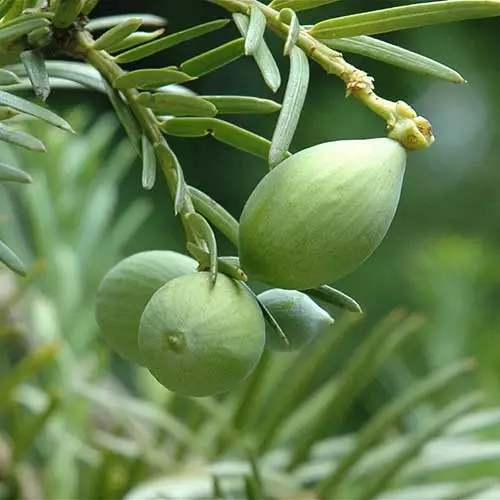 Future Forests All Conifers Cephalotaxus Harringtonia Fastigiata 5 Future Forests All Conifers Cephalotaxus Harringtonia Fastigiata