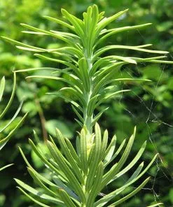 Future Forests All Conifers Cephalotaxus Harringtonia Fastigiata 11 Future Forests All Conifers Cephalotaxus Harringtonia Fastigiata
