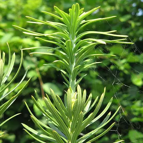 Future Forests All Conifers Cephalotaxus Harringtonia Fastigiata 6 Future Forests All Conifers Cephalotaxus Harringtonia Fastigiata