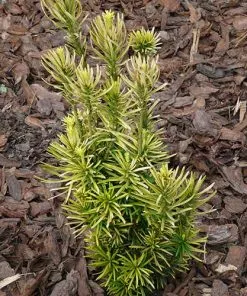 Future Forests All Conifers Cephalotaxus Harringtonia Fastigiata 12 Future Forests All Conifers Cephalotaxus Harringtonia Fastigiata
