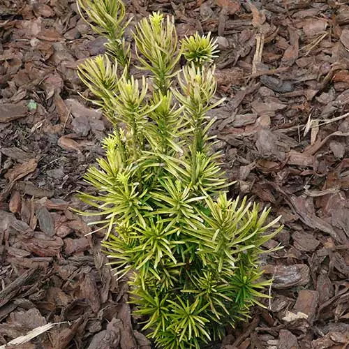 Future Forests All Conifers Cephalotaxus Harringtonia Fastigiata 7 Future Forests All Conifers Cephalotaxus Harringtonia Fastigiata