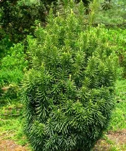 Future Forests All Conifers Cephalotaxus Harringtonia Fastigiata 13 Future Forests All Conifers Cephalotaxus Harringtonia Fastigiata