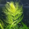 Future Forests Ceratophyllum Demersum - Hornwort (Oxegenator) More