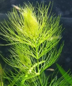 Future Forests Ceratophyllum Demersum - Hornwort (Oxegenator) More