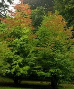Future Forests Cercidiphyllum Japonicum