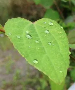 Future Forests Cercidiphyllum Japonicum
