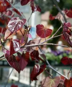 Future Forests Cercis Canadensis Forest Pansy Ornamental Trees