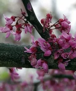 Future Forests Cercis Canadensis Forest Pansy Ornamental Trees