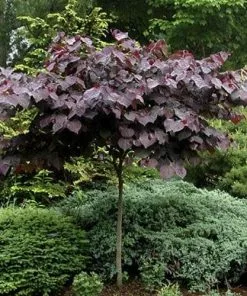 Future Forests Cercis Canadensis Forest Pansy Ornamental Trees