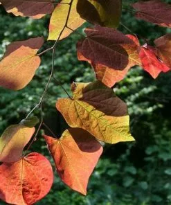 Future Forests Cercis Canadensis Forest Pansy Ornamental Trees