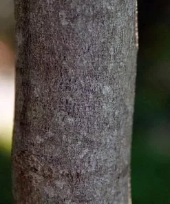 Future Forests Cercis Canadensis Forest Pansy Ornamental Trees