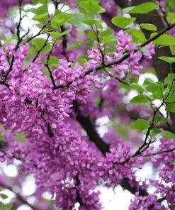 Future Forests Cercis Siliquastrum Trees