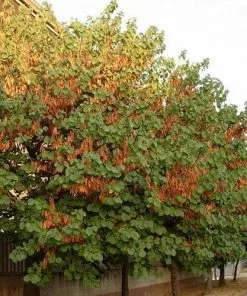 Future Forests Cercis Siliquastrum Trees 11 Future Forests Cercis Siliquastrum Trees