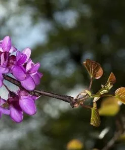 Future Forests Cercis Siliquastrum Trees 12 Future Forests Cercis Siliquastrum Trees
