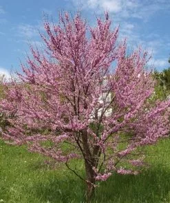 Future Forests Cercis Siliquastrum Trees