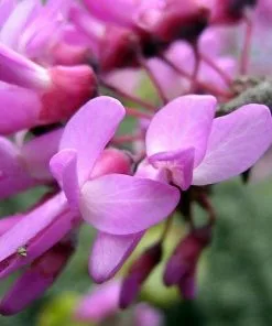 Future Forests Cercis Siliquastrum Trees 13 Future Forests Cercis Siliquastrum Trees
