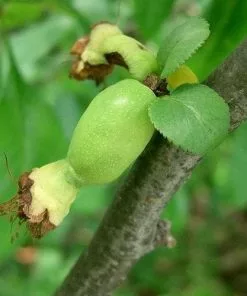 Future Forests Chaenomeles Japonica Unusual Edibles