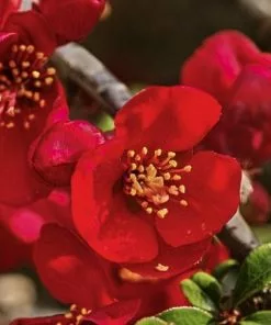 Future Forests Chaenomeles Japonica Unusual Edibles