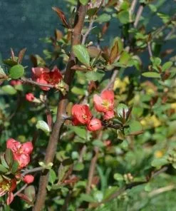 Future Forests Chaenomeles Japonica Unusual Edibles