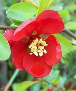 Future Forests Chaenomeles Japonica Unusual Edibles