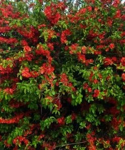 Future Forests Chaenomeles Japonica Unusual Edibles