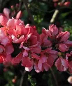 Future Forests Chaenomeles X Superba Pink Lady Shrubs