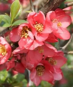 Future Forests Chaenomeles X Superba Pink Lady Shrubs