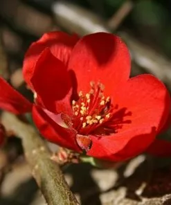 Future Forests Shrubs Chaenomeles X Superba Crimson And Gold