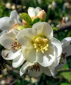 Future Forests Shrubs Chaenomeles X Superba Jet Trail