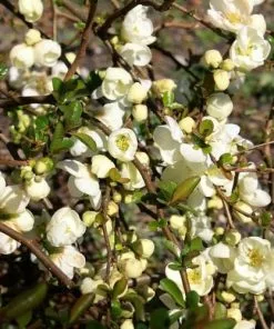 Future Forests Shrubs Chaenomeles X Superba Jet Trail