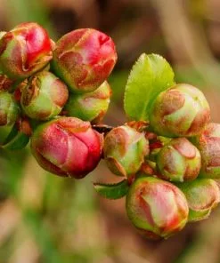 Future Forests Chaenomeles X Superba Nicoline 10 Future Forests Chaenomeles X Superba Nicoline