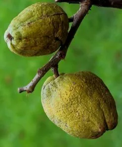 Future Forests Chaenomeles X Superba Nicoline 11 Future Forests Chaenomeles X Superba Nicoline