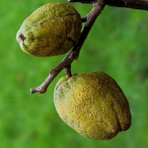 Future Forests Chaenomeles X Superba Nicoline 7 Future Forests Chaenomeles X Superba Nicoline