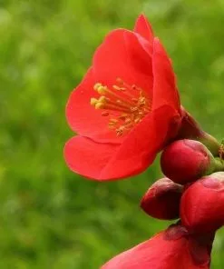 Future Forests Chaenomeles X Superba Nicoline