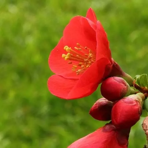 Future Forests Chaenomeles X Superba Nicoline 3 Future Forests Chaenomeles X Superba Nicoline