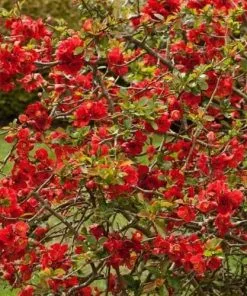 Future Forests Chaenomeles X Superba Nicoline