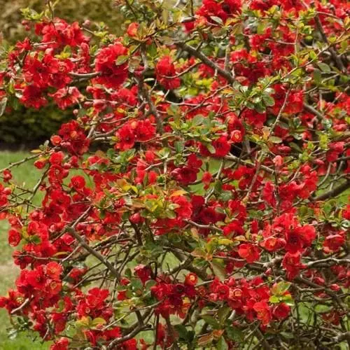 Future Forests Chaenomeles X Superba Nicoline 4 Future Forests Chaenomeles X Superba Nicoline