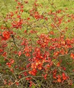 Future Forests Chaenomeles X Superba Nicoline 9 Future Forests Chaenomeles X Superba Nicoline