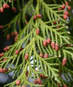Future Forests Chamaecyparis Lawsoniana Yvonne