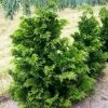 Future Forests Chamaecyparis Obtusa Nana Gracilis
