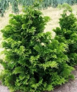 Future Forests Chamaecyparis Obtusa Nana Gracilis