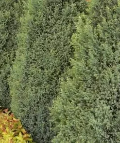 Future Forests Chamaecyparis Lawsoniana Snow White