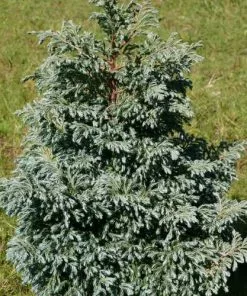 Future Forests Chamaecyparis Pisifera Boulevard All Conifers