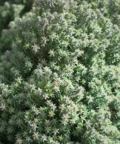 Future Forests All Conifers Chamaecyparis Thyoides Red Star