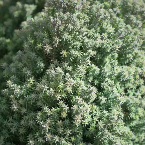 Future Forests All Conifers Chamaecyparis Thyoides Red Star 3 Future Forests All Conifers Chamaecyparis Thyoides Red Star