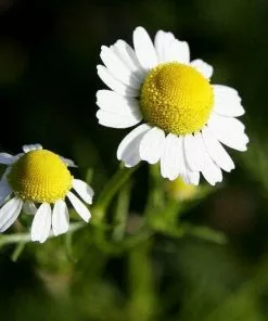 Future Forests Herbs Chamomile, Roman 5 Future Forests Herbs Chamomile, Roman